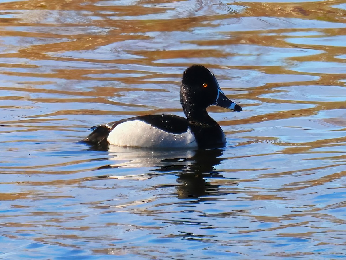 Ring-necked Duck - ML636247499