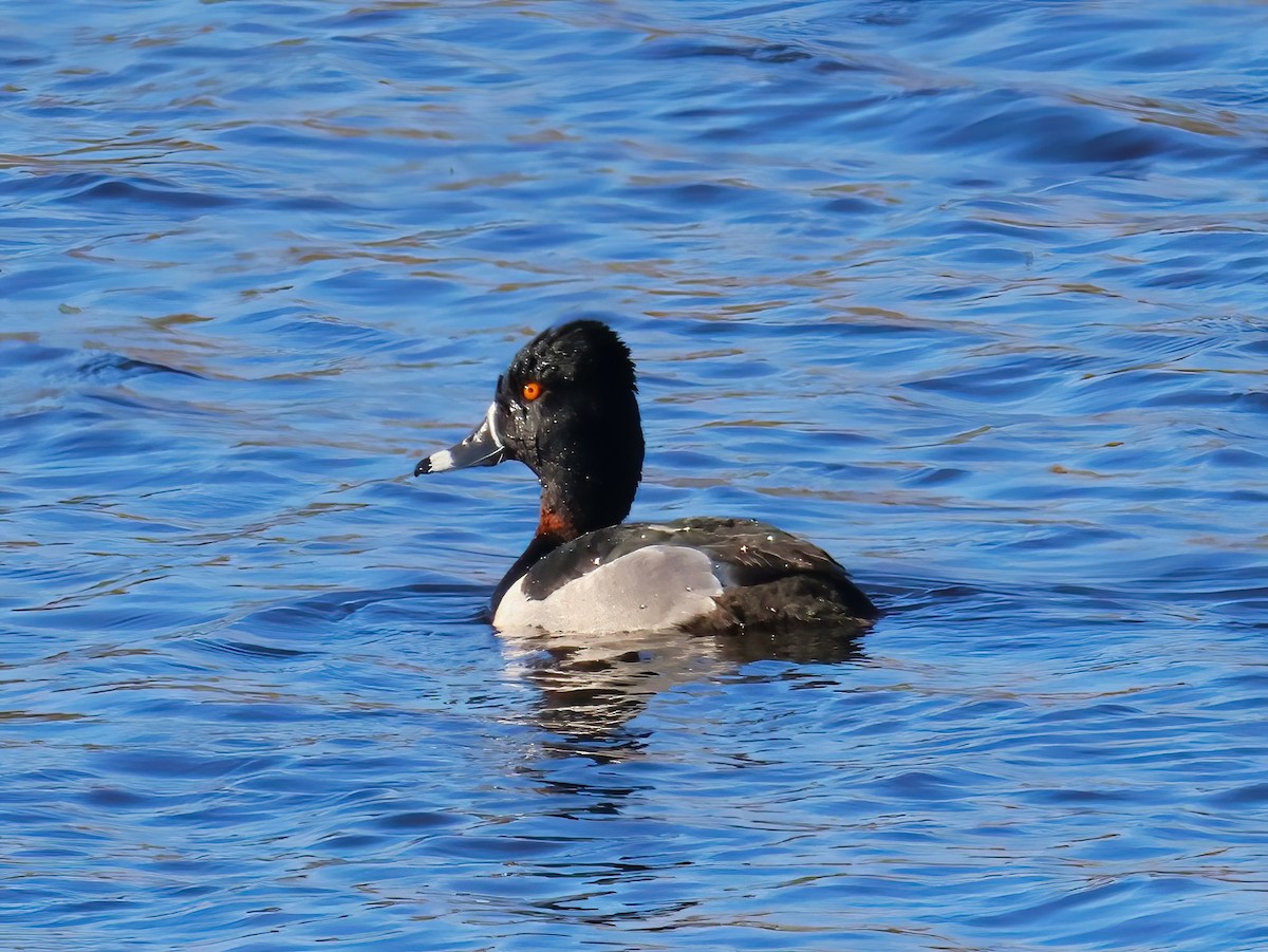 Ring-necked Duck - ML636247500