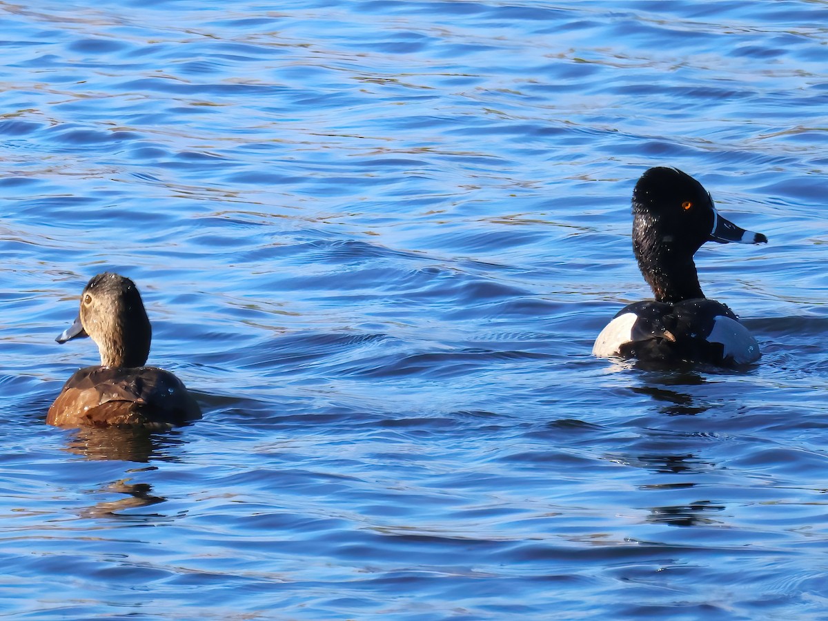 Ring-necked Duck - ML636247501
