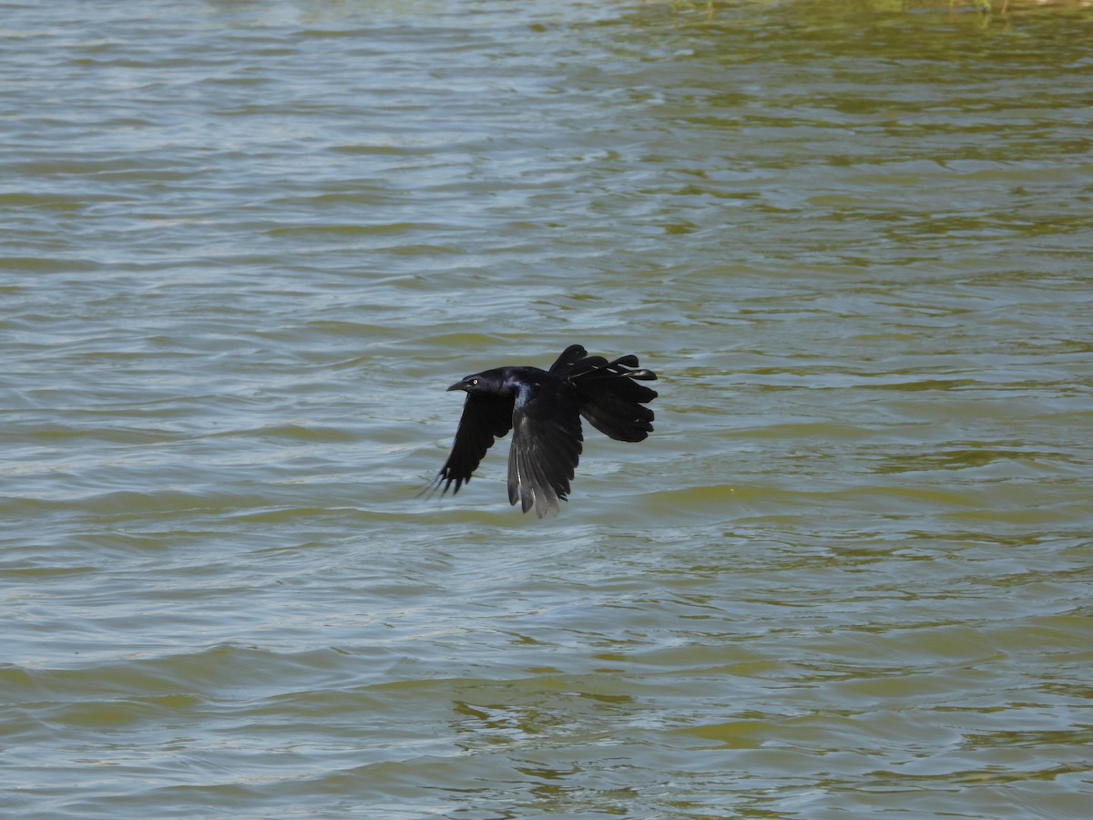 Great-tailed Grackle - ML636247546