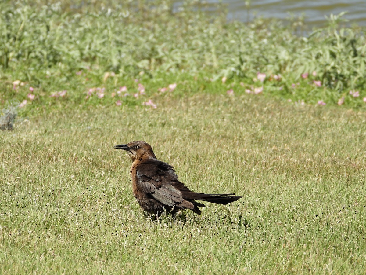 Great-tailed Grackle - ML636247547