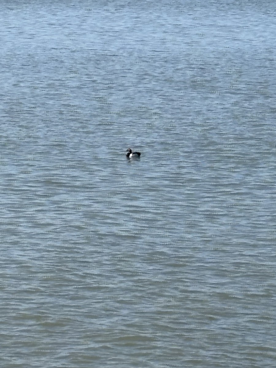 Canvasback - ML636247556