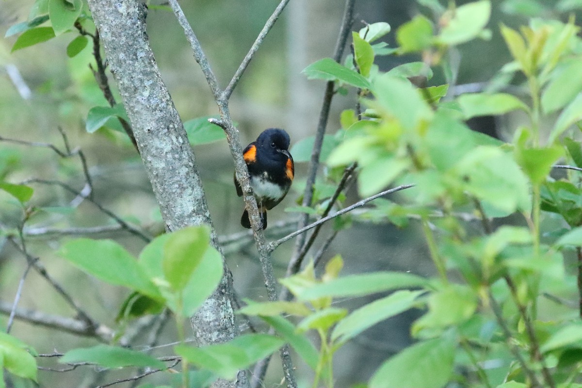 American Redstart - ML636247558