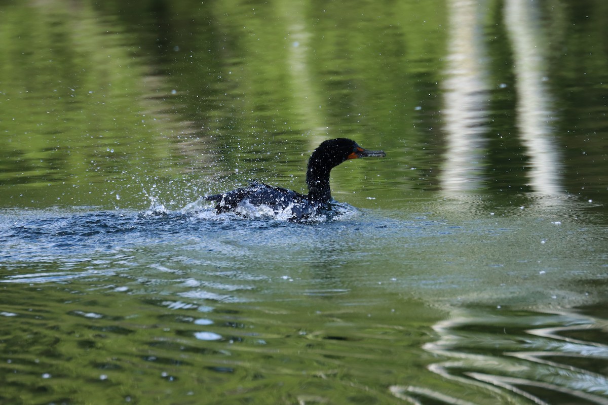 Double-crested Cormorant - ML636247579
