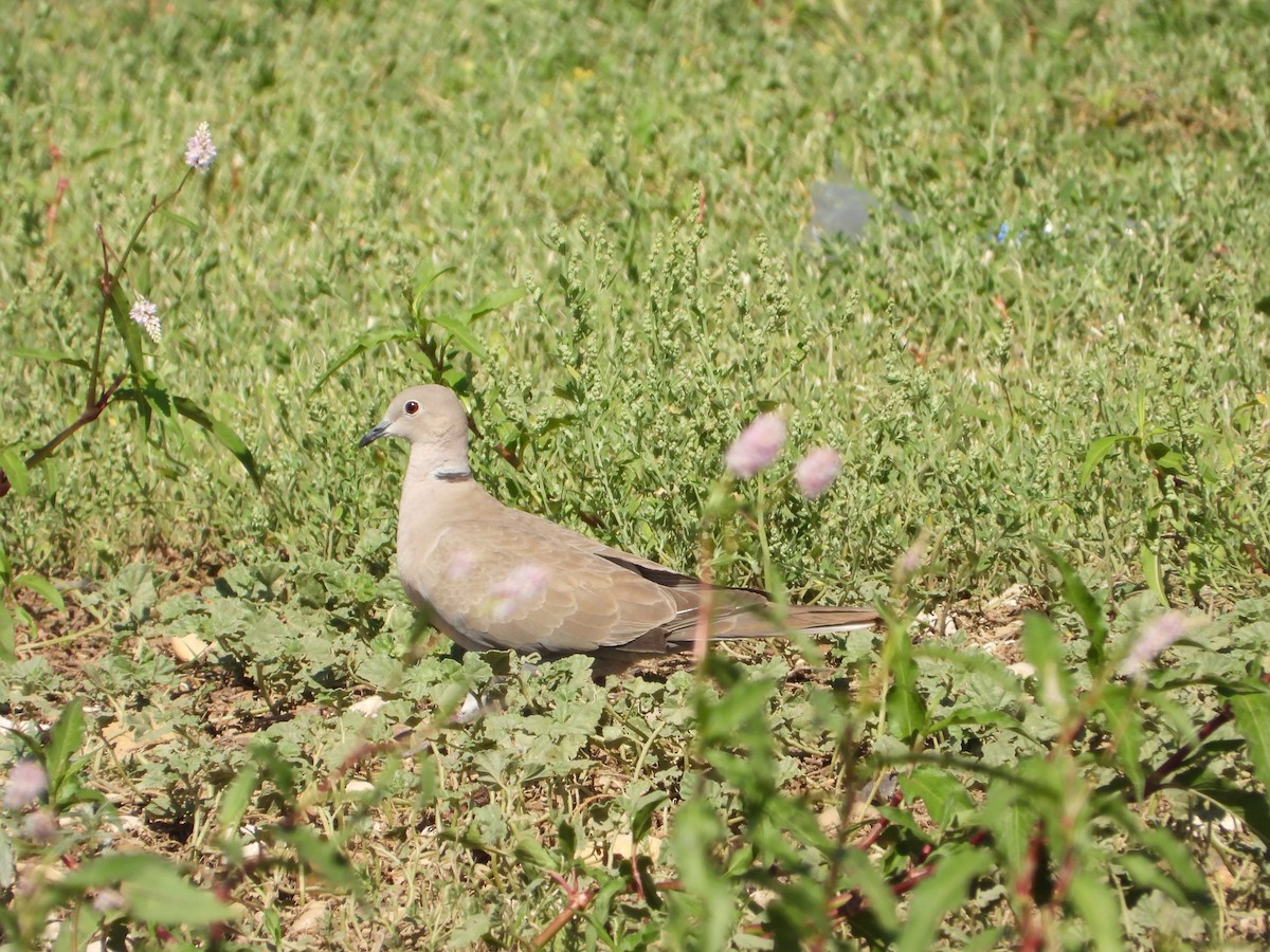 Буулгат хүүрзгэнэ - ML636247581