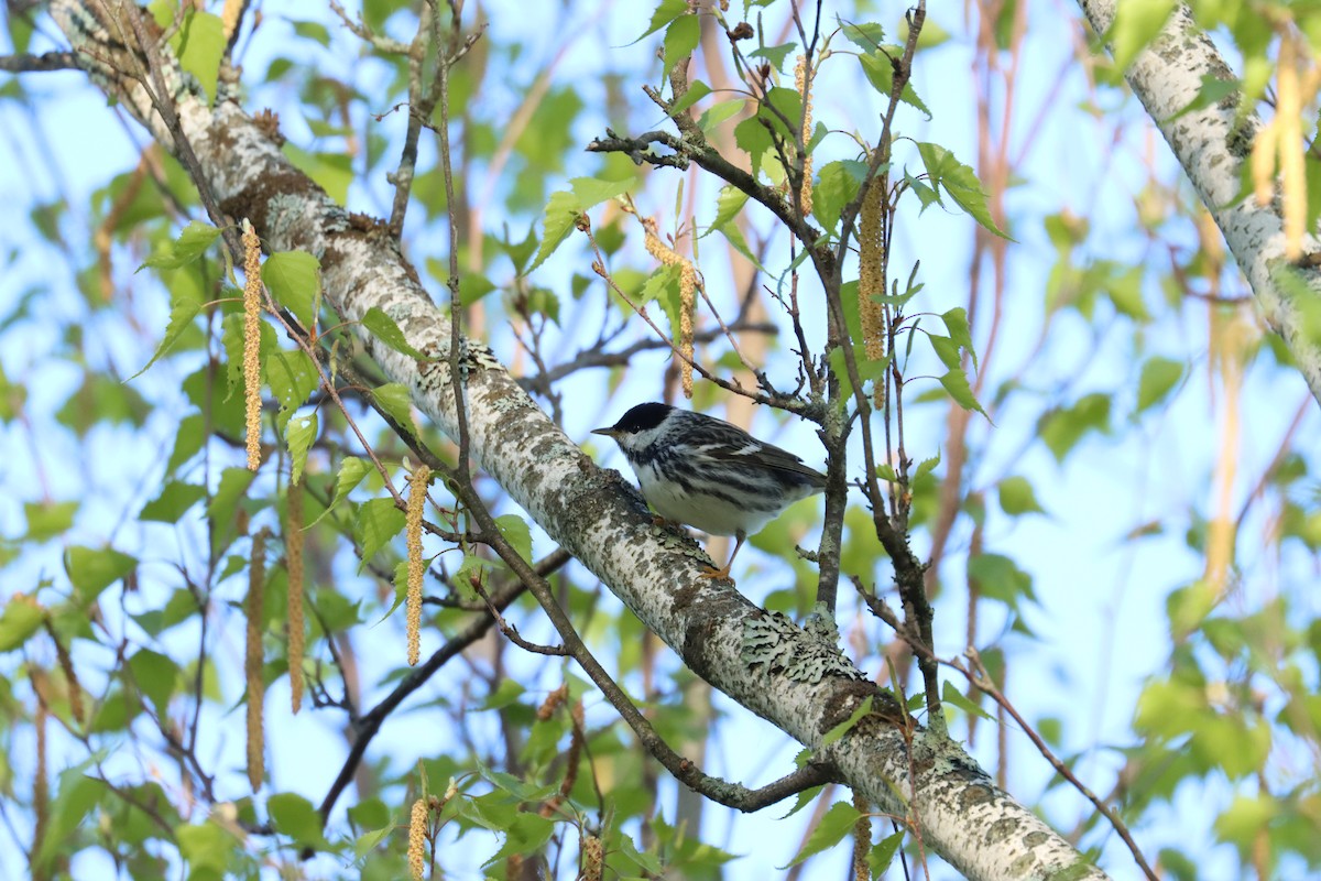 Blackpoll Warbler - ML636247648