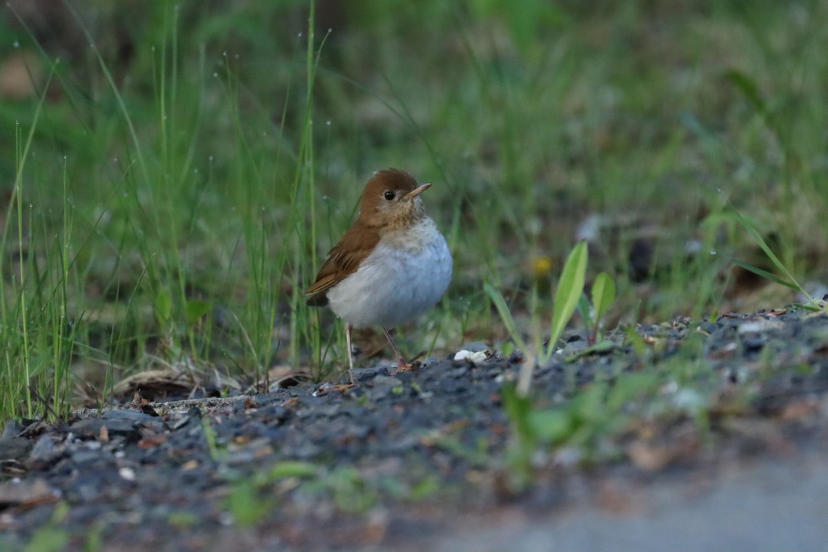 Veery - ML636247691