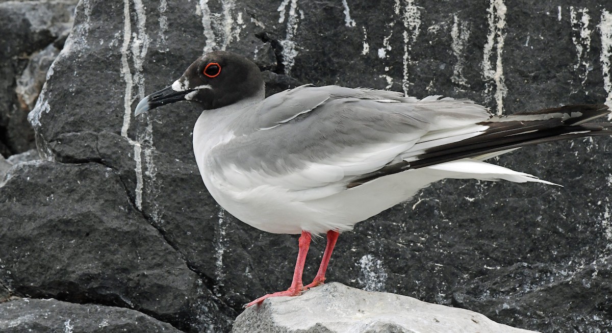 Swallow-tailed Gull - ML636247739