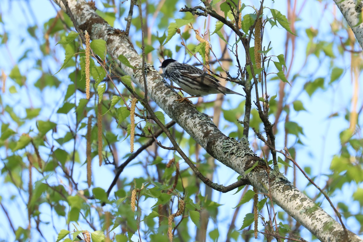 Blackpoll Warbler - ML636247742
