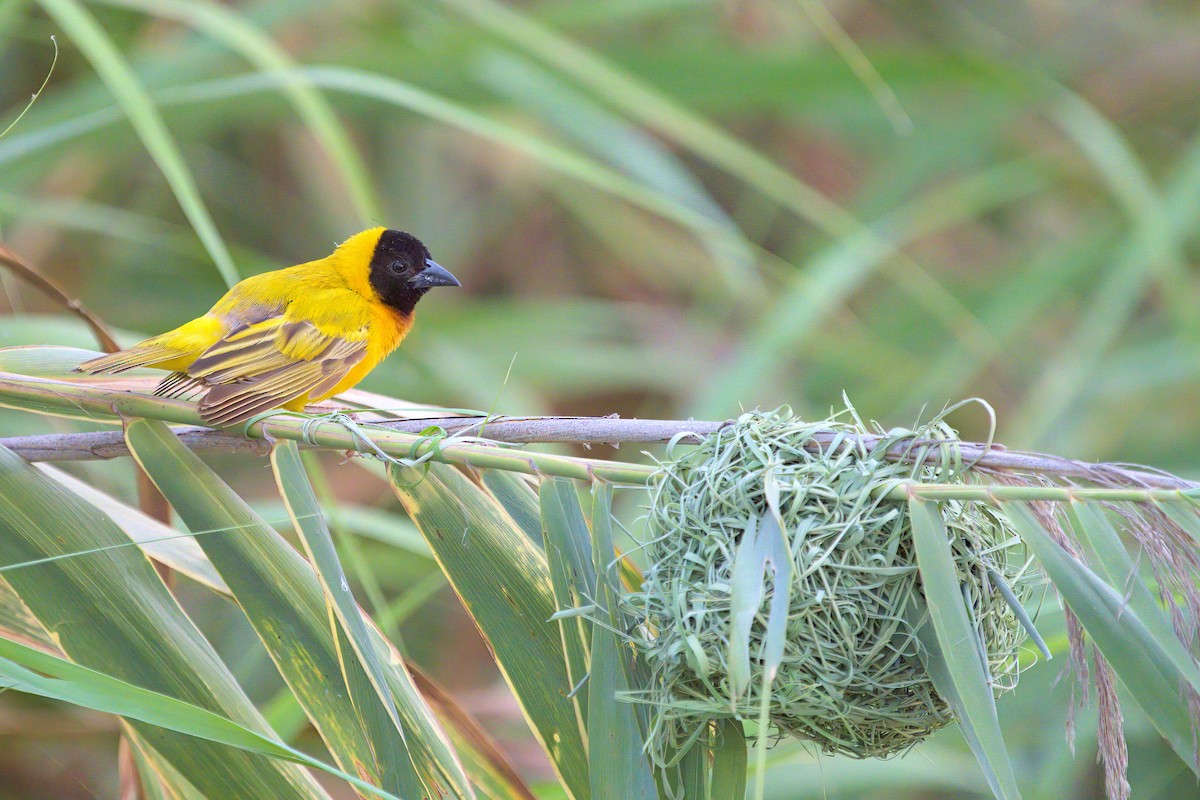 Black-headed Weaver - ML636247756