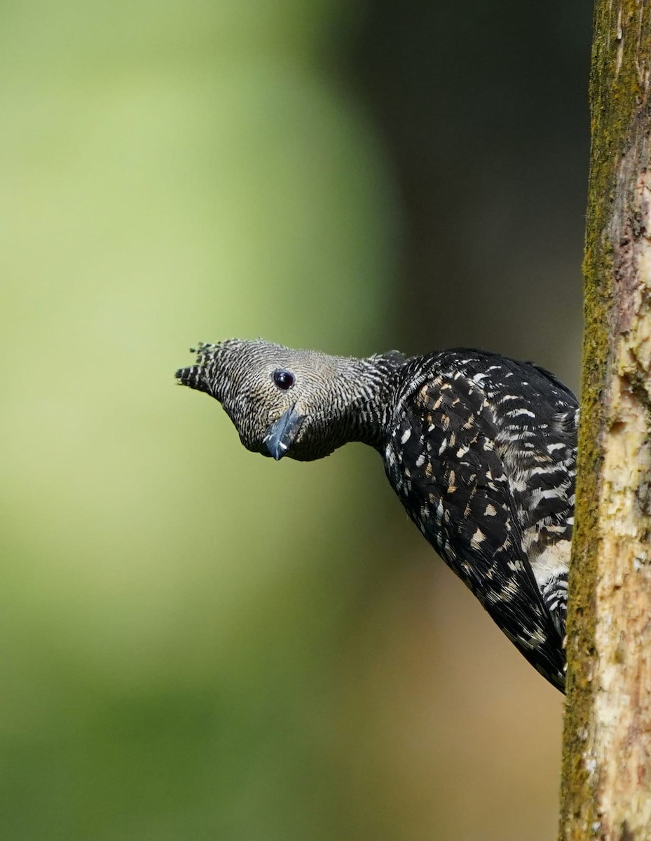 Zebra Woodpecker - ML636247761