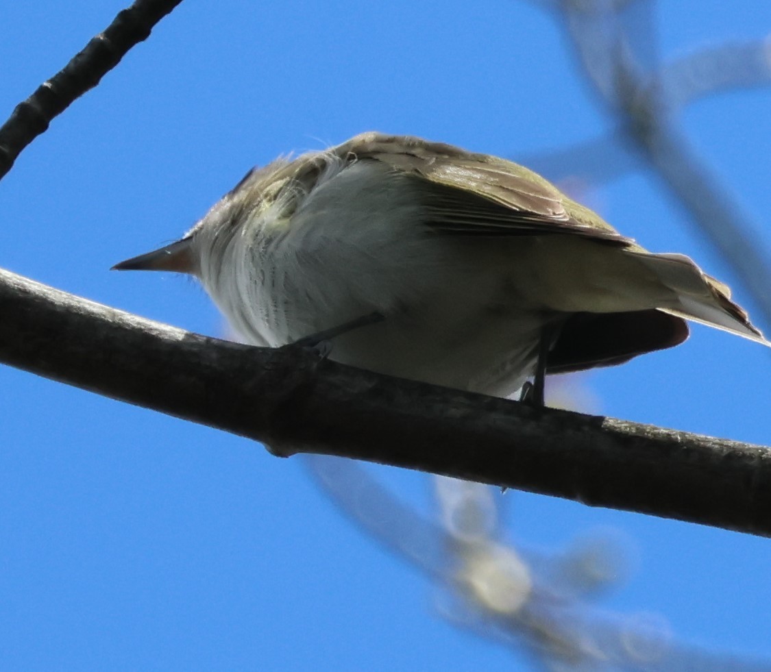 Red-eyed Vireo - ML636247880
