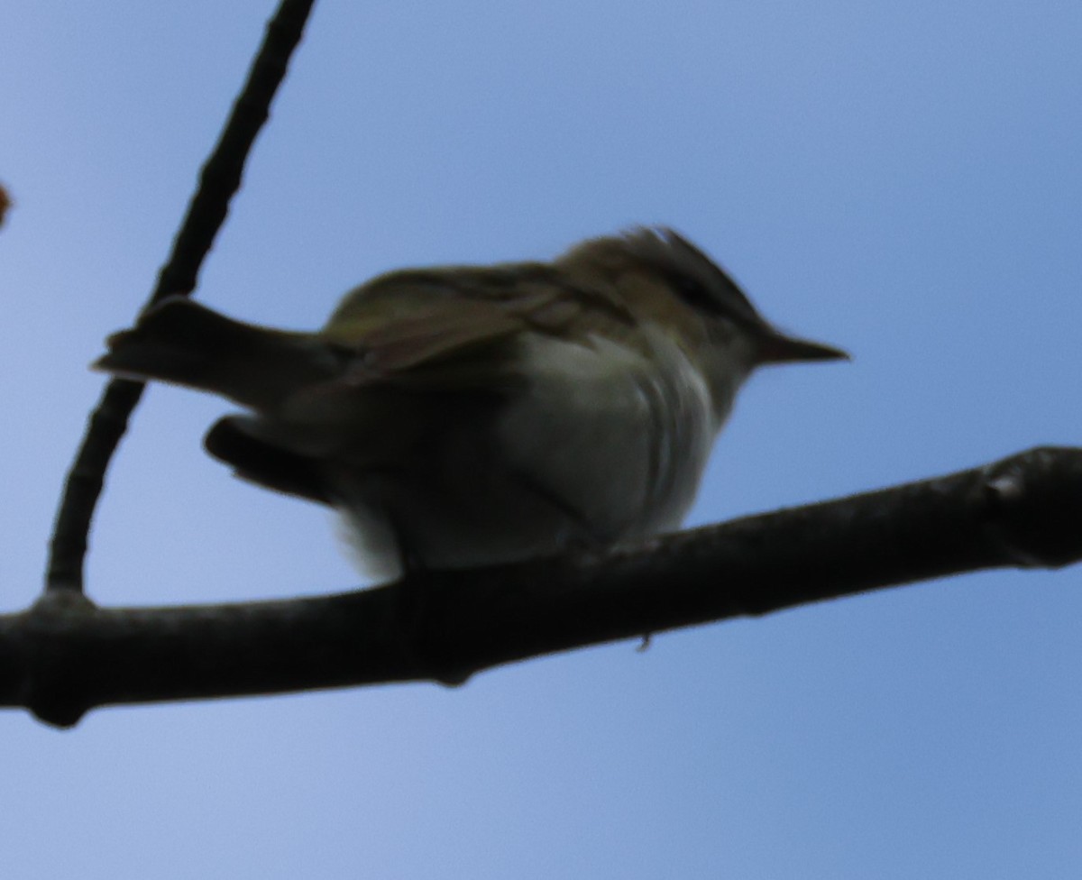 Red-eyed Vireo - ML636247889