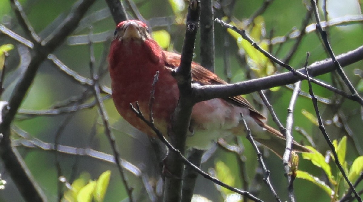 Purple Finch - ML636247931