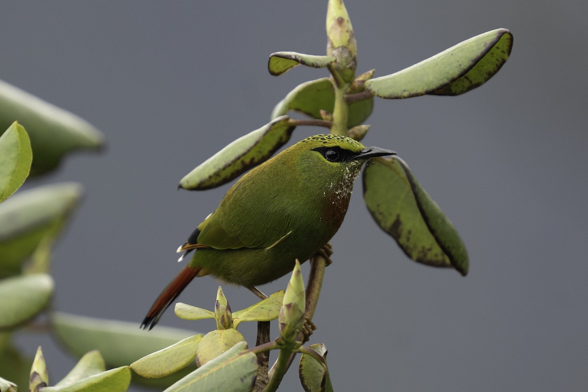 Timalí Melero - ML636247944