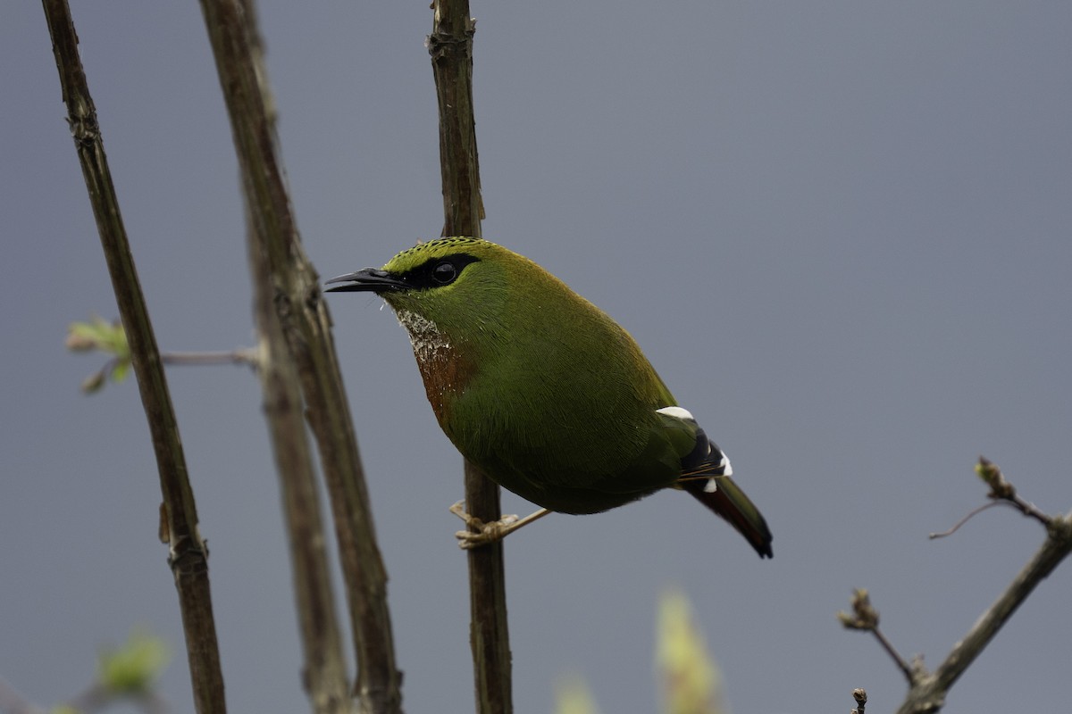Timalí Melero - ML636247945