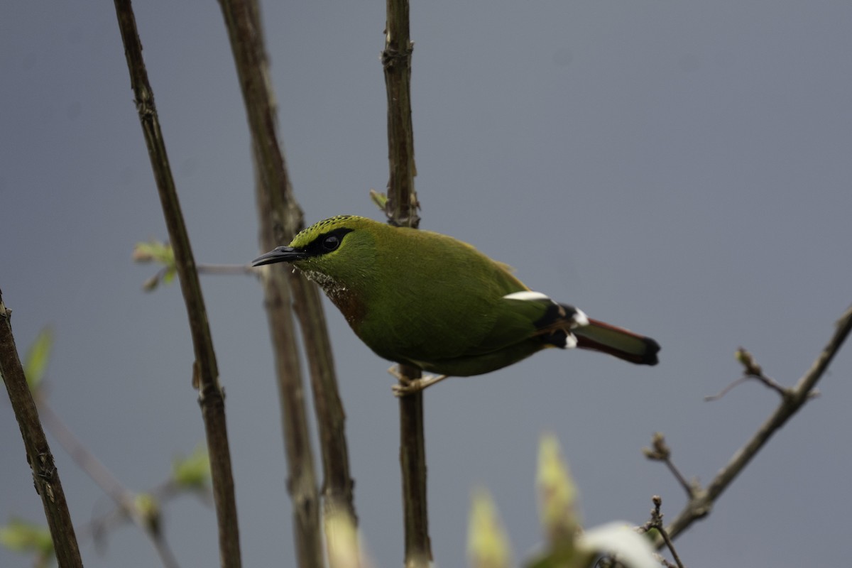 Timalí Melero - ML636247947