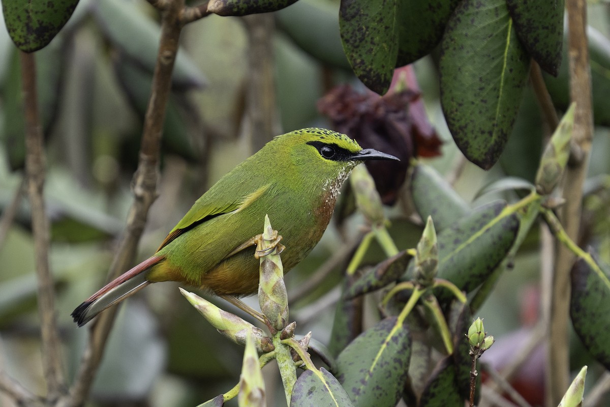 Timalí Melero - ML636247948