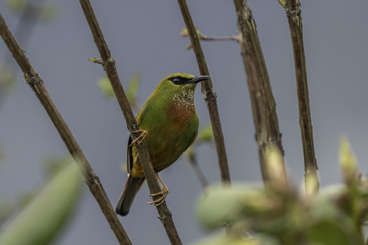 Timalí Melero - ML636247949