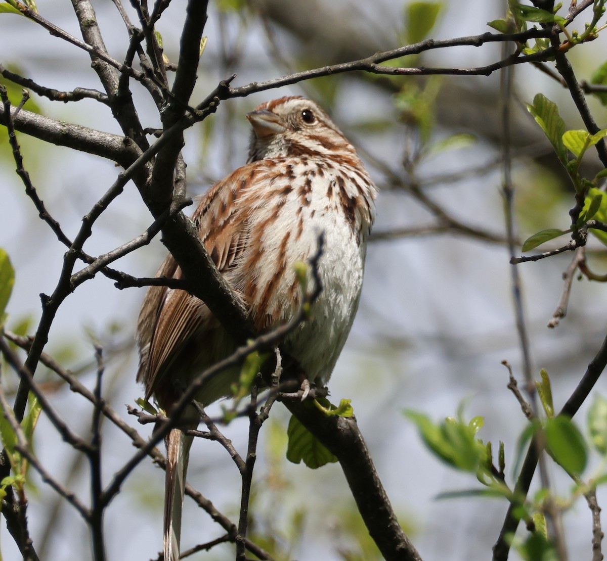 Song Sparrow - ML636247953