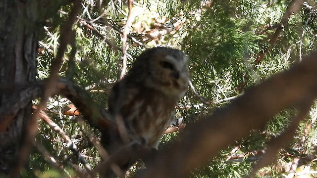 Northern Saw-whet Owl - ML636247976