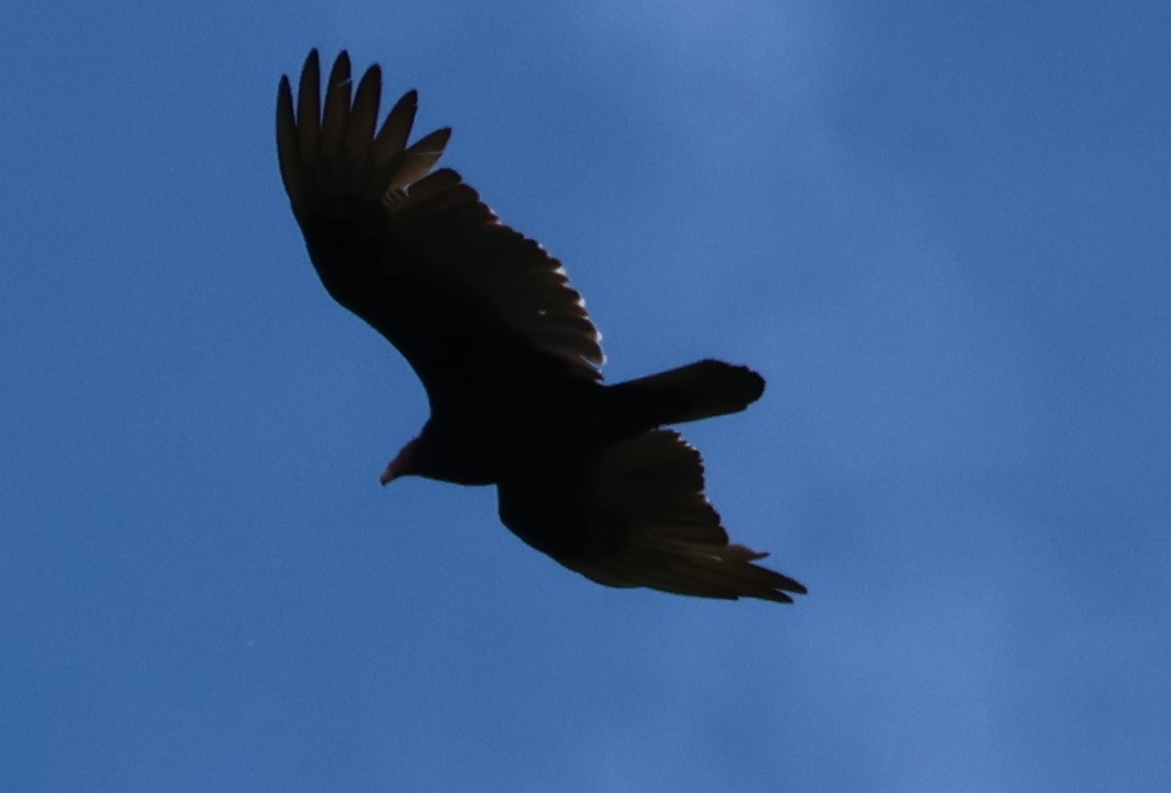 Turkey Vulture - ML636248056