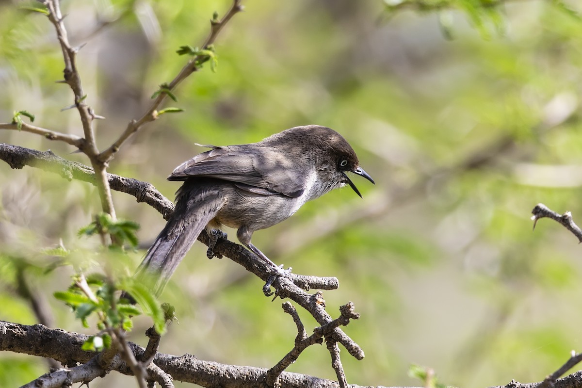 Yemen Warbler - ML636248146