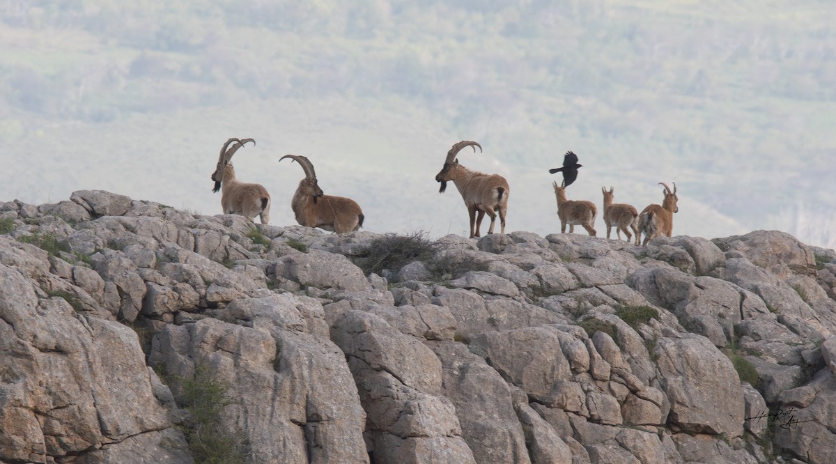 Animals - ML636248149