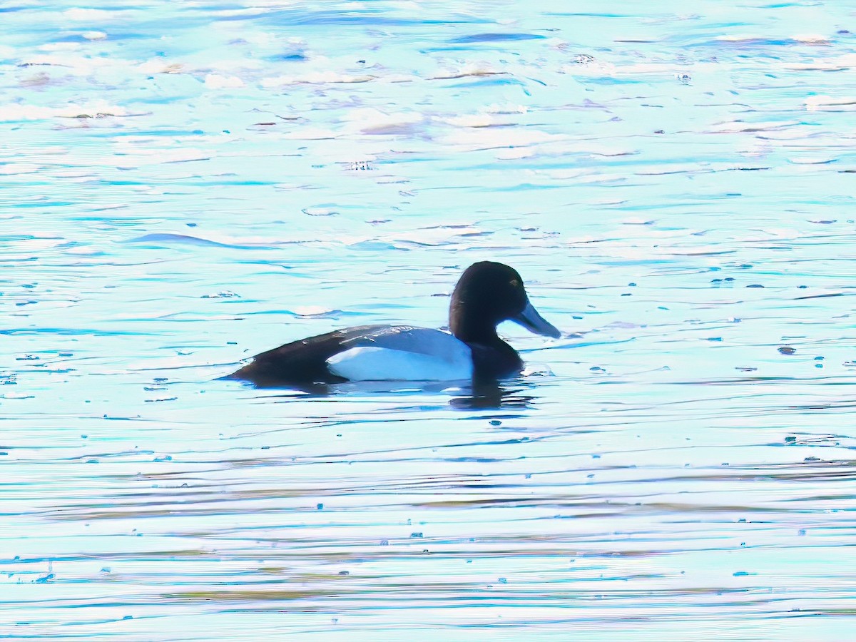 Lesser Scaup - ML636248152