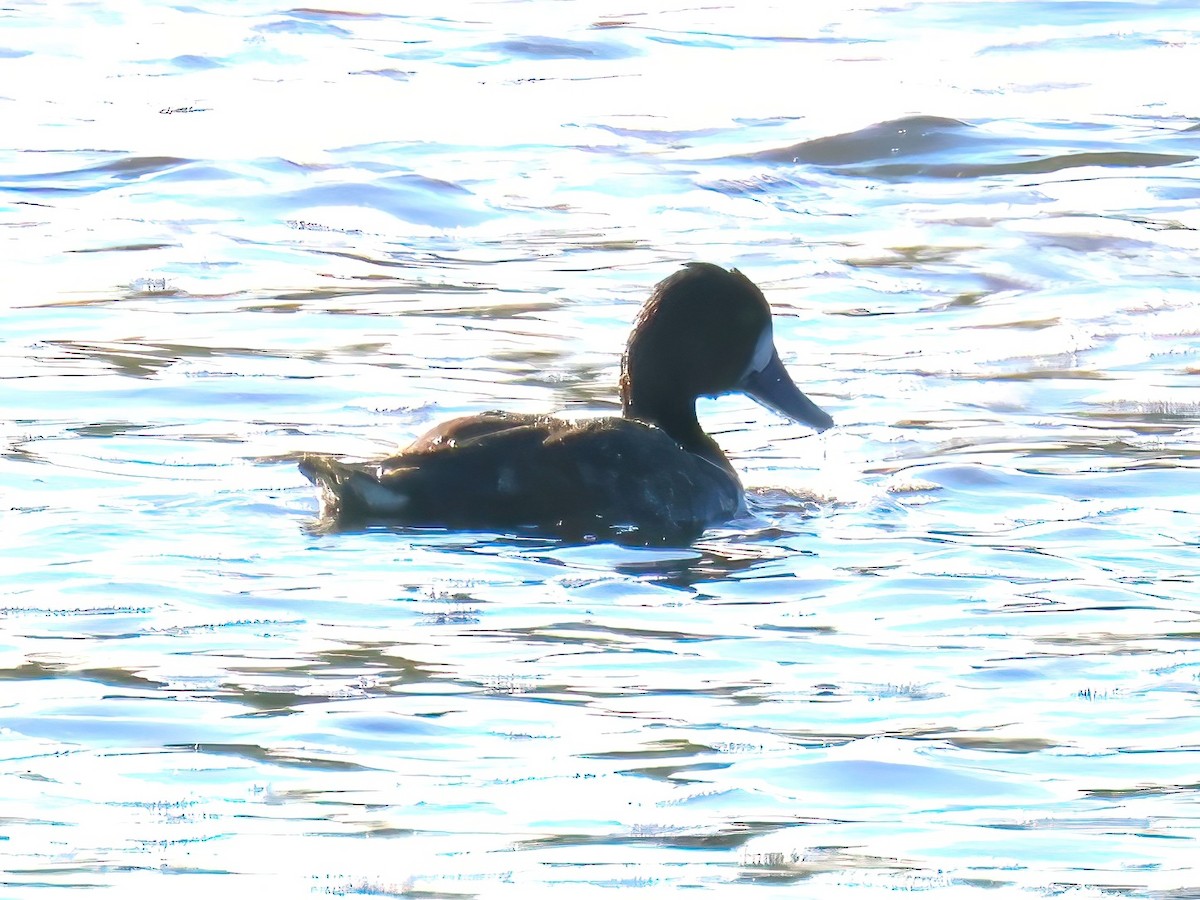 Lesser Scaup - ML636248153