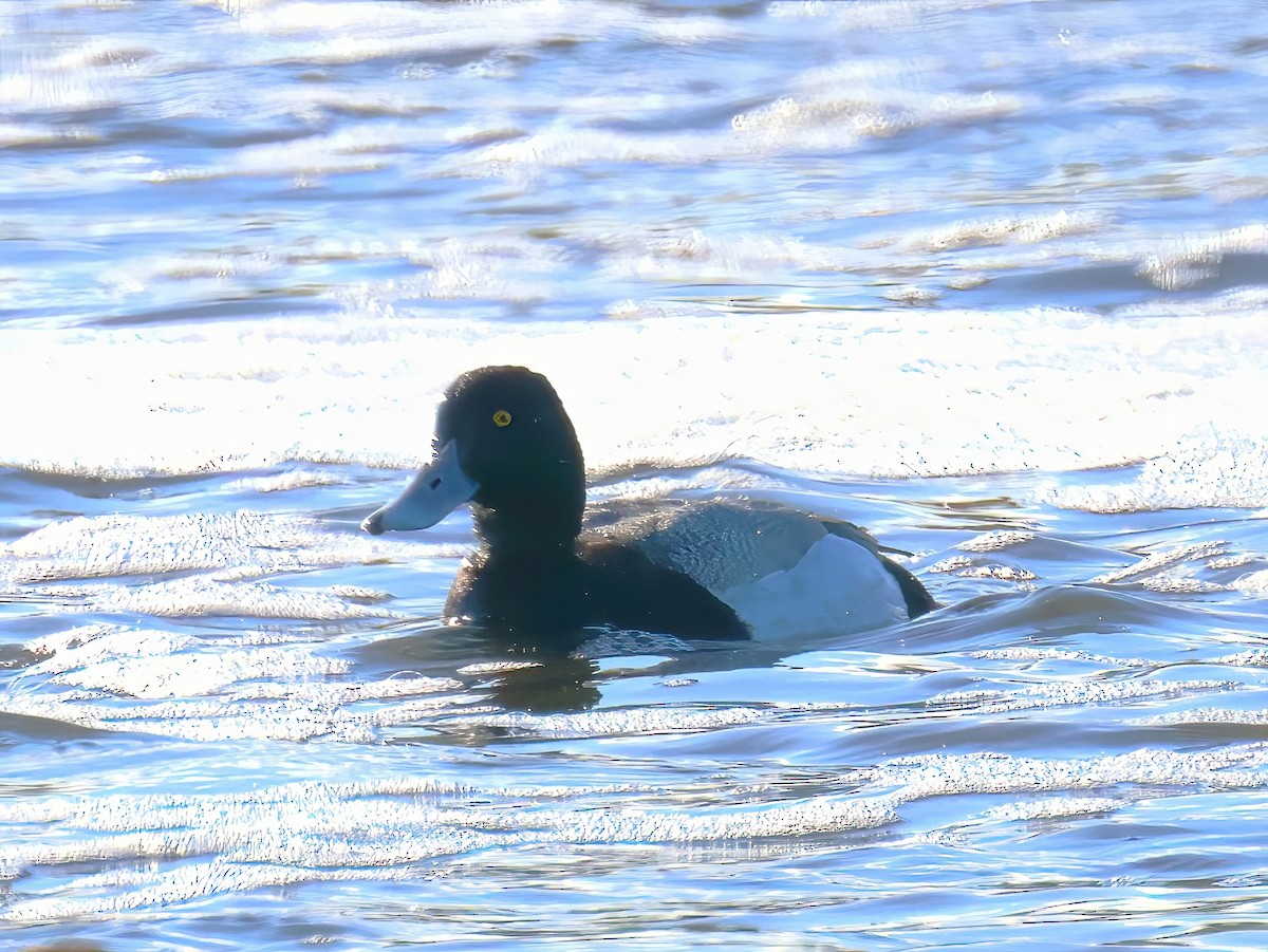 Lesser Scaup - ML636248154