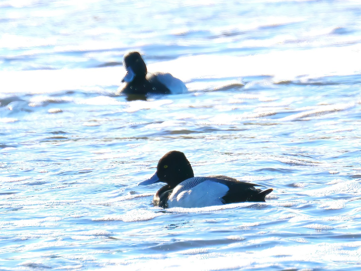 Lesser Scaup - ML636248155