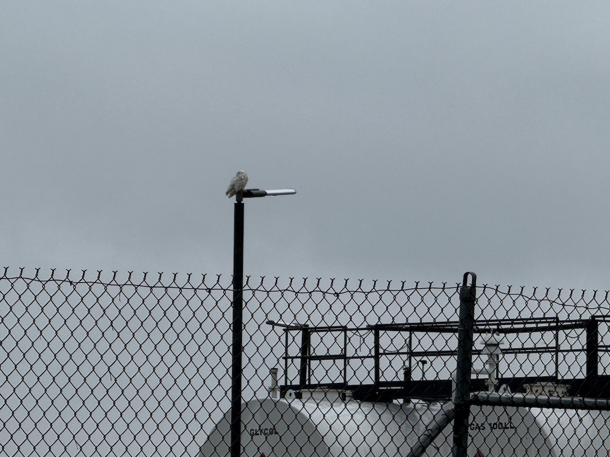 Snowy Owl - ML636248188