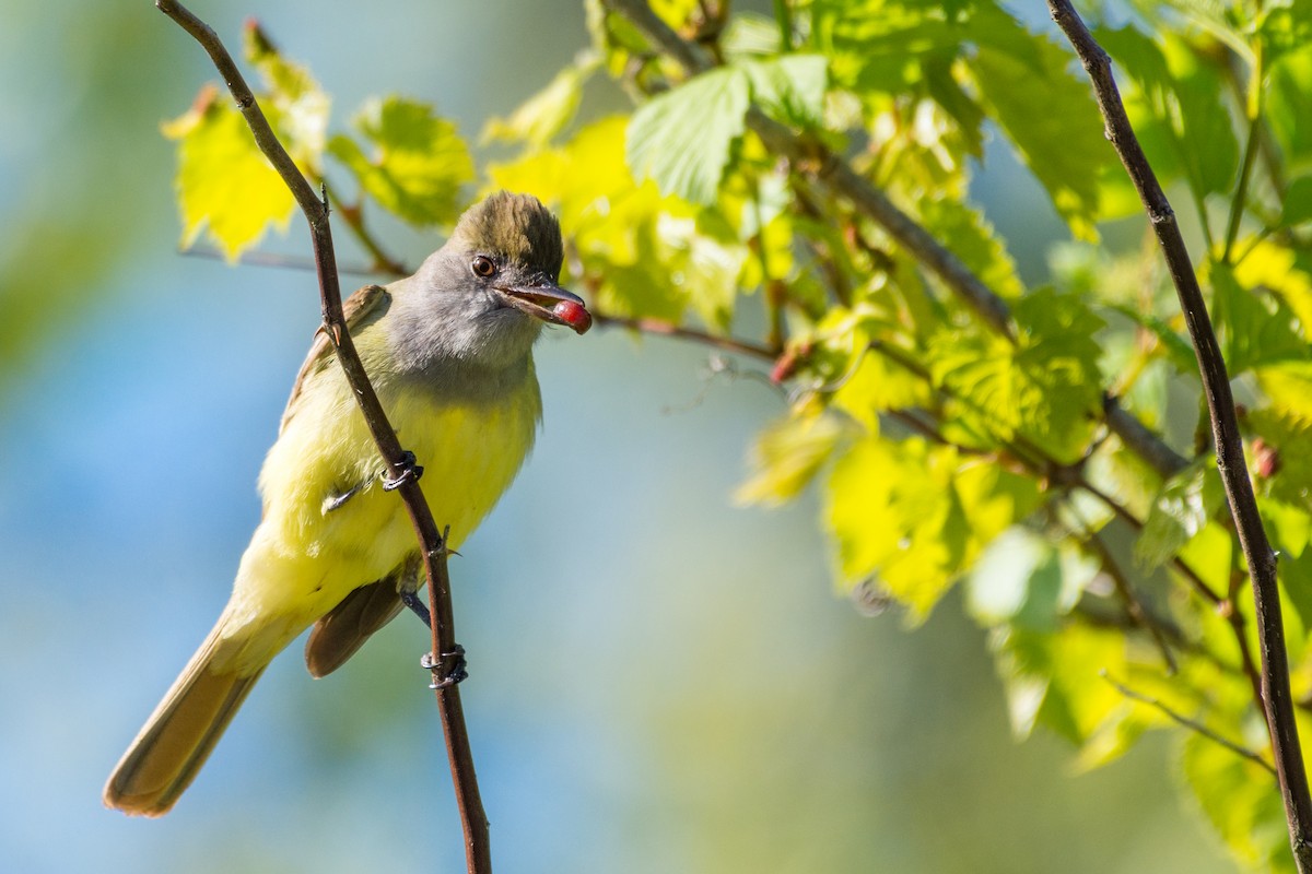 Great Crested Flycatcher - ML636248240