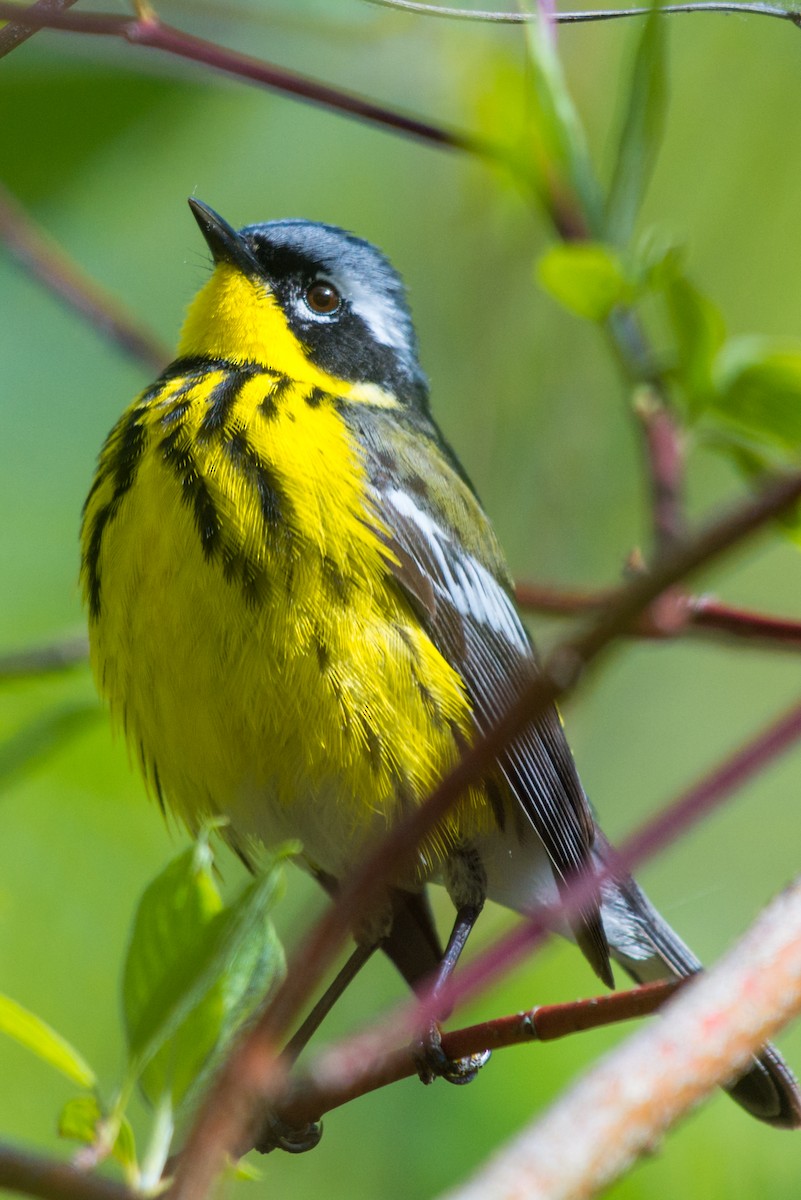 Magnolia Warbler - ML636248251