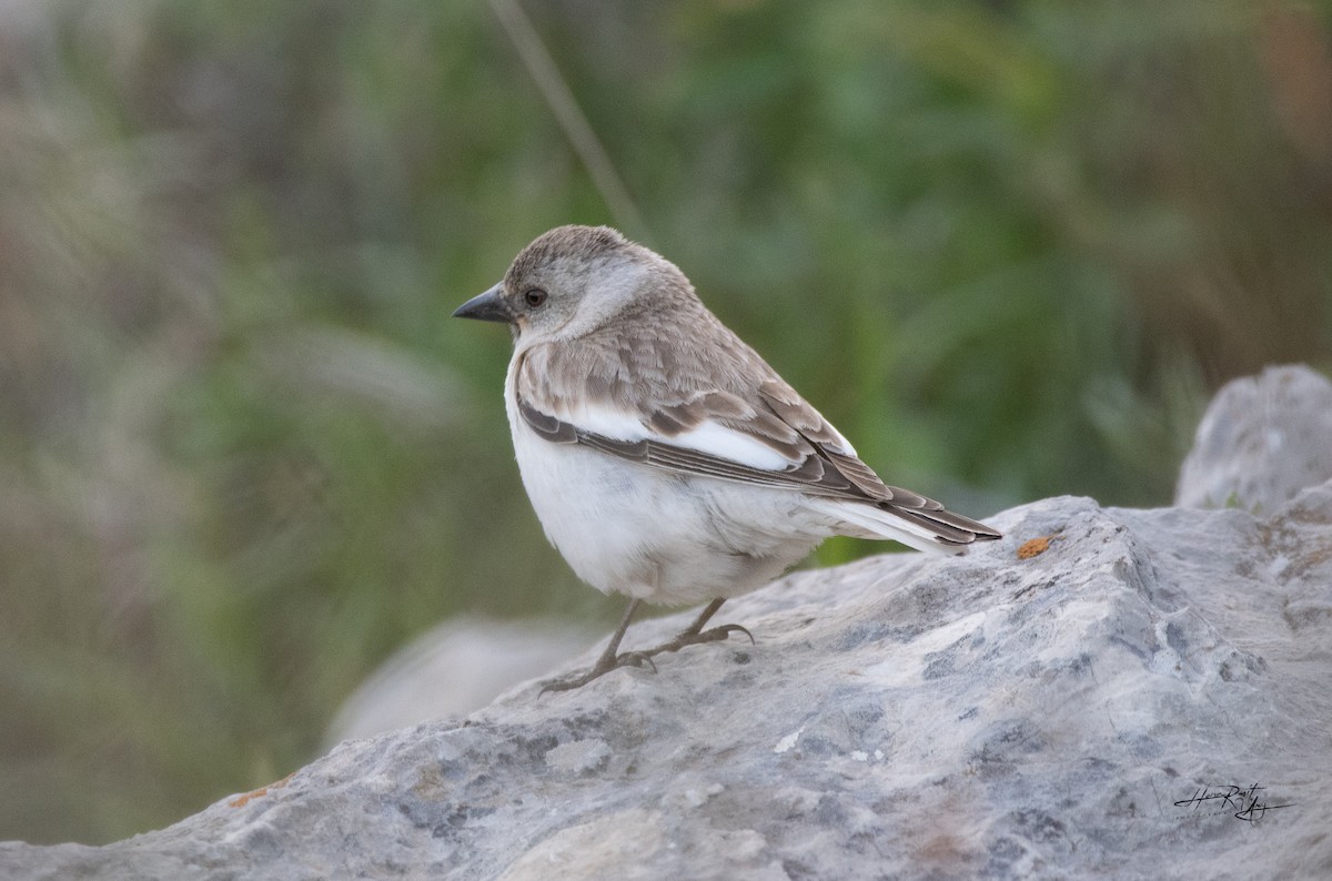 White-winged Snowfinch - ML636248253