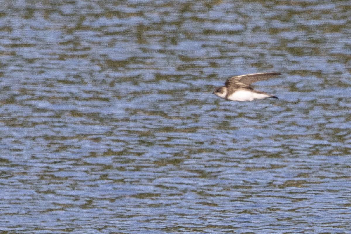 灰沙燕 - ML636248269