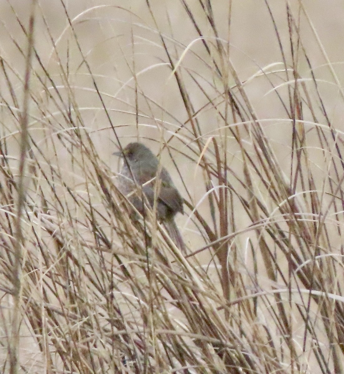 Seaside Sparrow - ML636248282