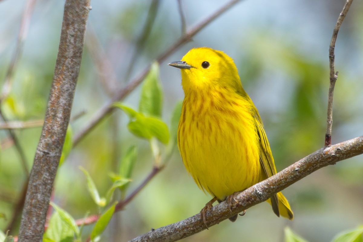 Northern Yellow Warbler - ML636248283