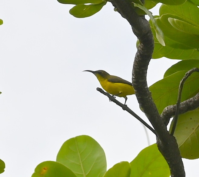 Sahul Sunbird - ML636248292