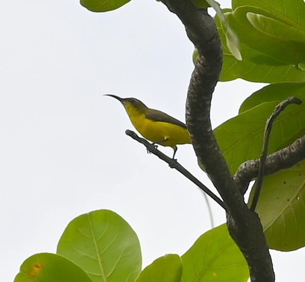 Sahul Sunbird - ML636248293