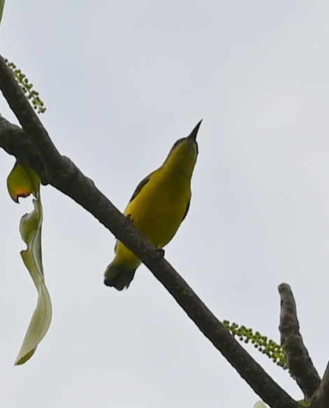Sahul Sunbird - ML636248294