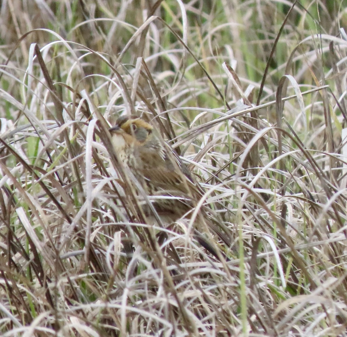Saltmarsh Sparrow - ML636248297