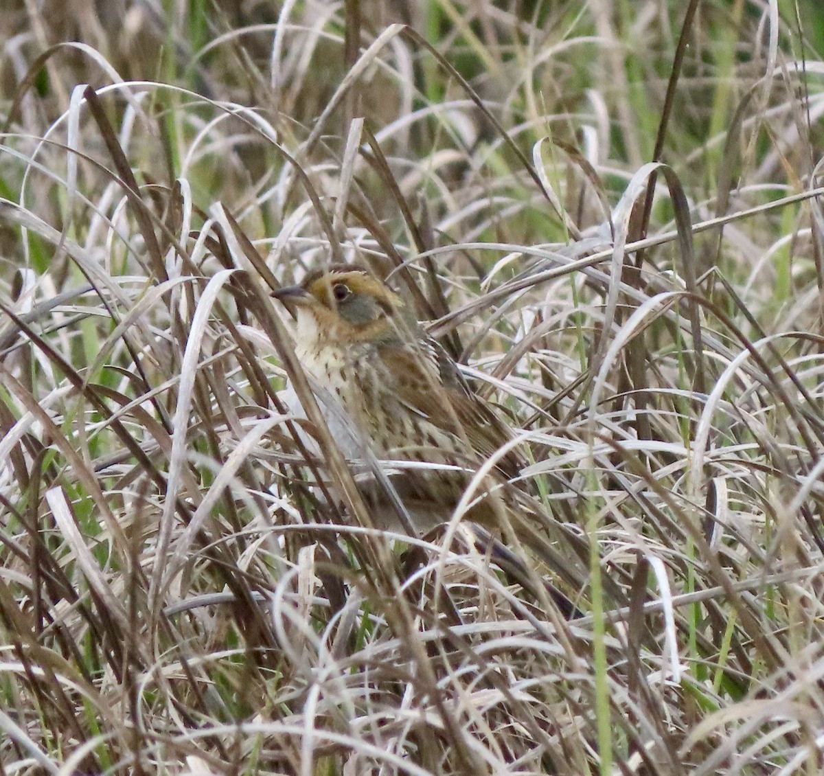 Saltmarsh Sparrow - ML636248298