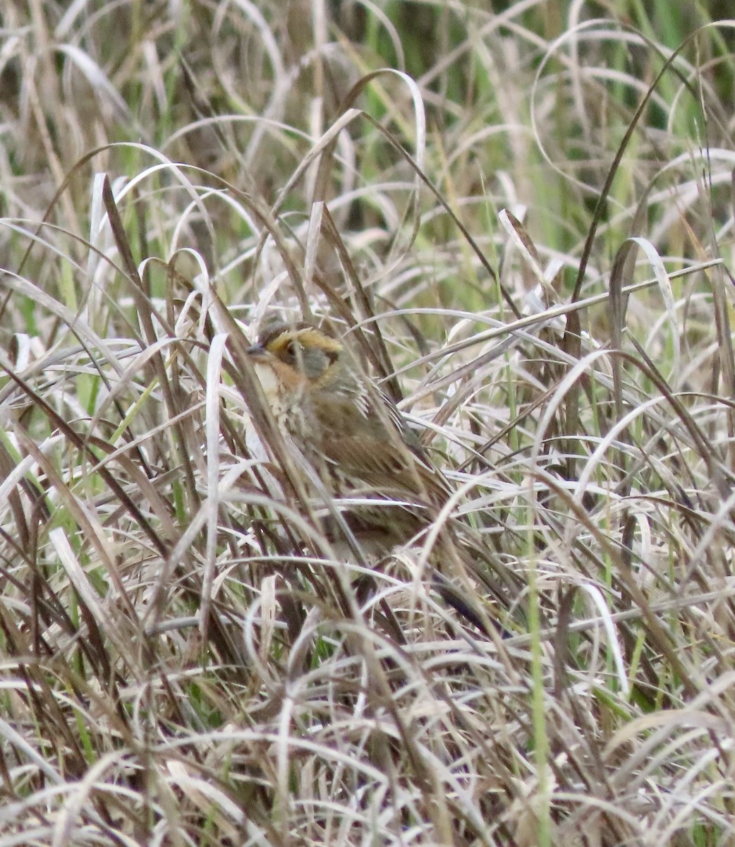 Saltmarsh Sparrow - ML636248299
