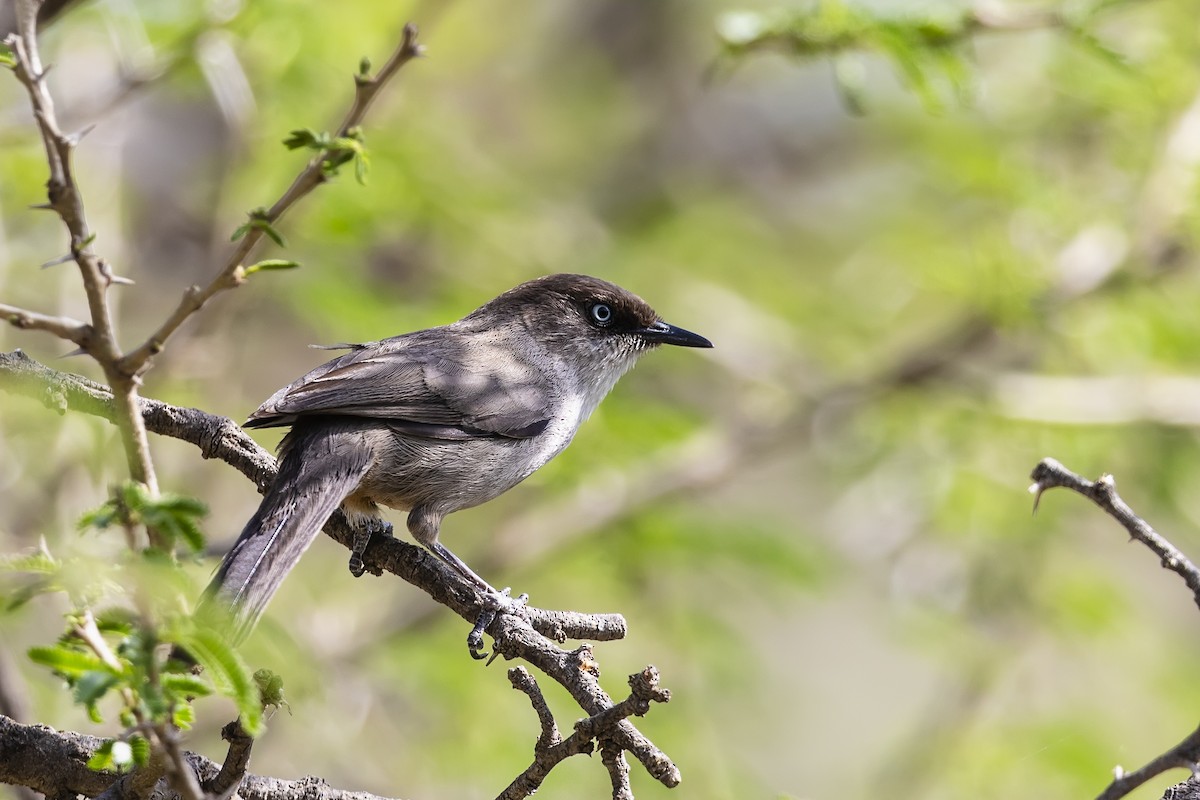 Yemen Warbler - ML636248306