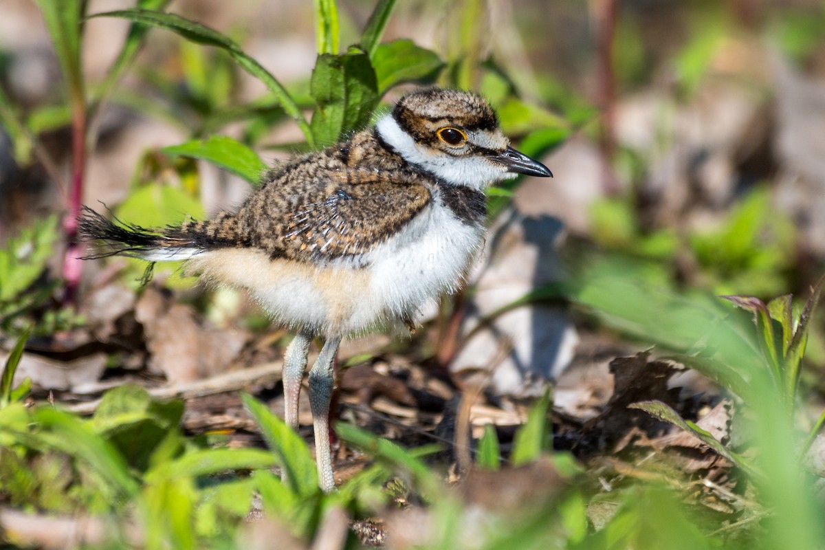 Killdeer - ML636248338