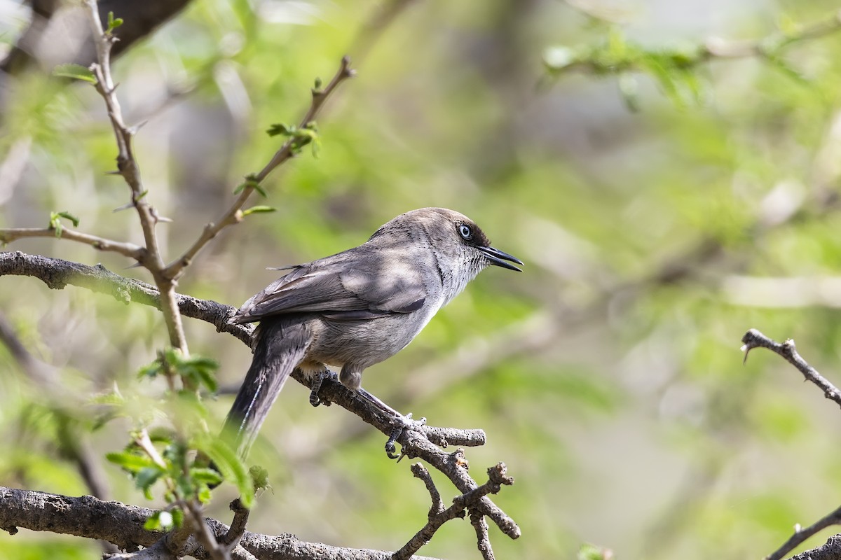 Yemen Warbler - ML636248459