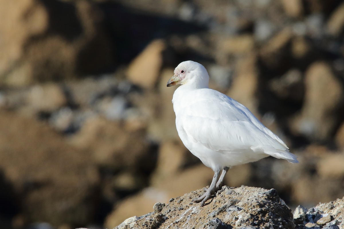 Snowy Sheathbill - ML636248474