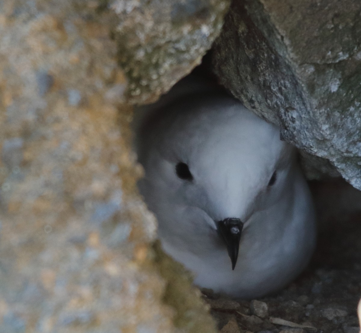 Snow Petrel - ML636248485